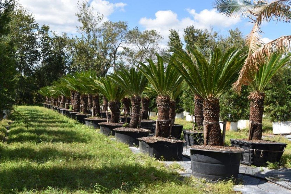 cycas-revoluta-king-sago-palm-cycad