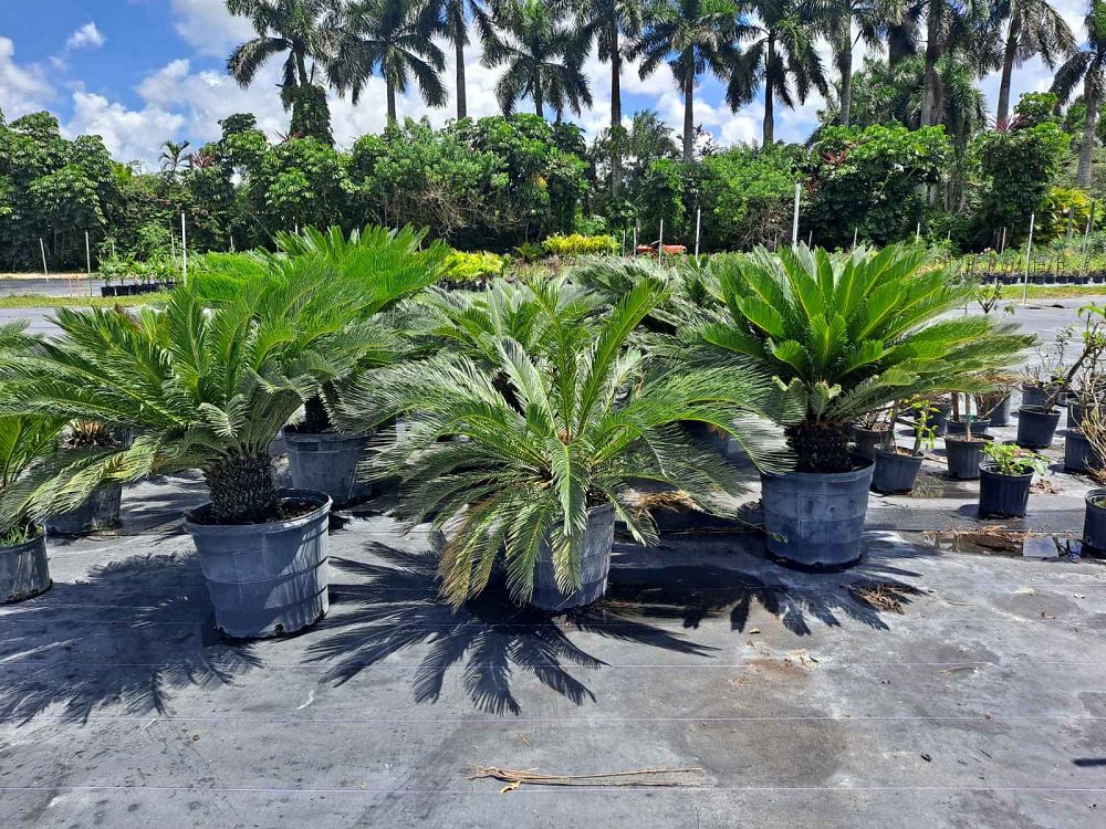 cycas-revoluta-king-sago-palm-cycad