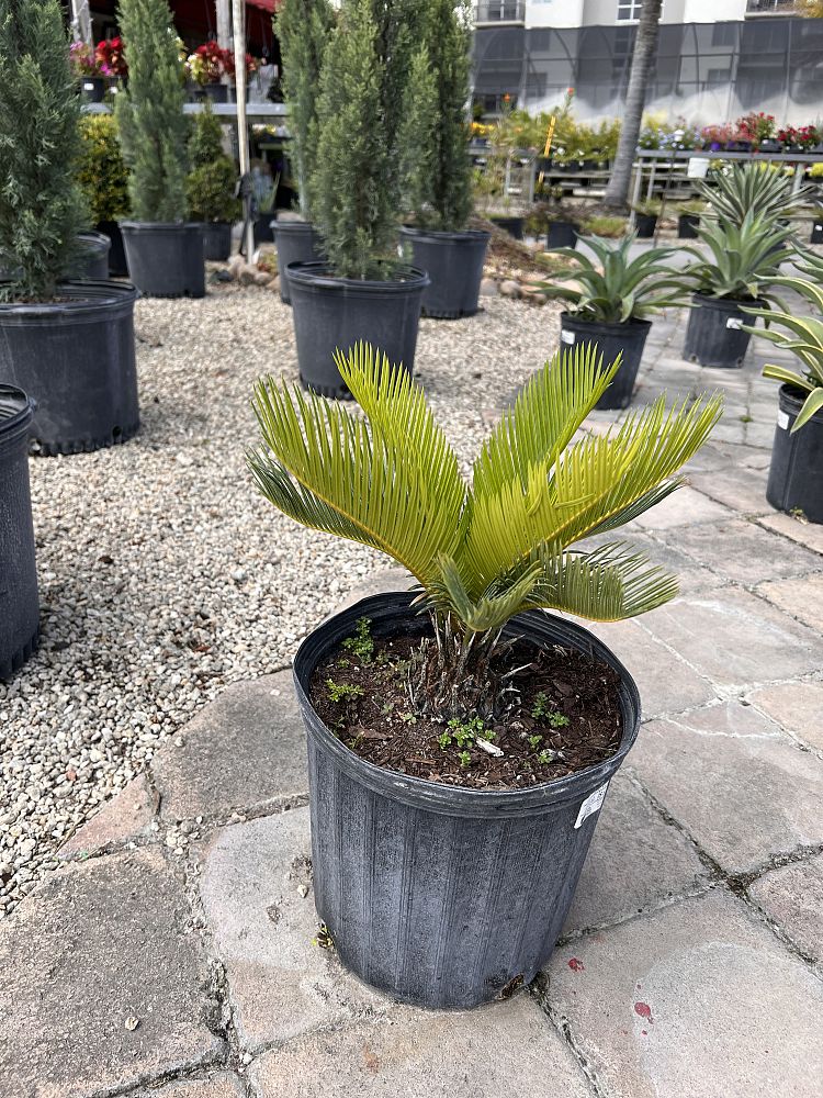 cycas-revoluta-king-sago-palm-cycad