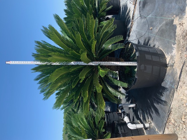 cycas-revoluta-king-sago-palm-cycad