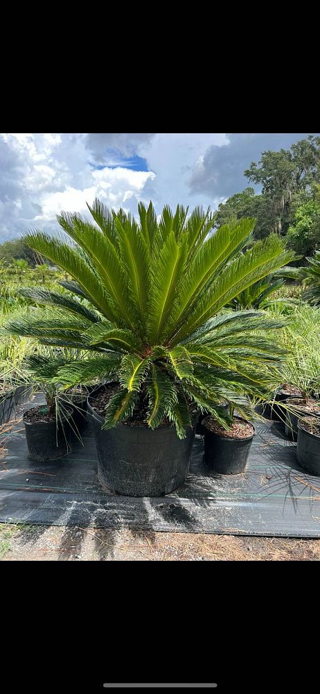 cycas-revoluta-king-sago-palm-cycad