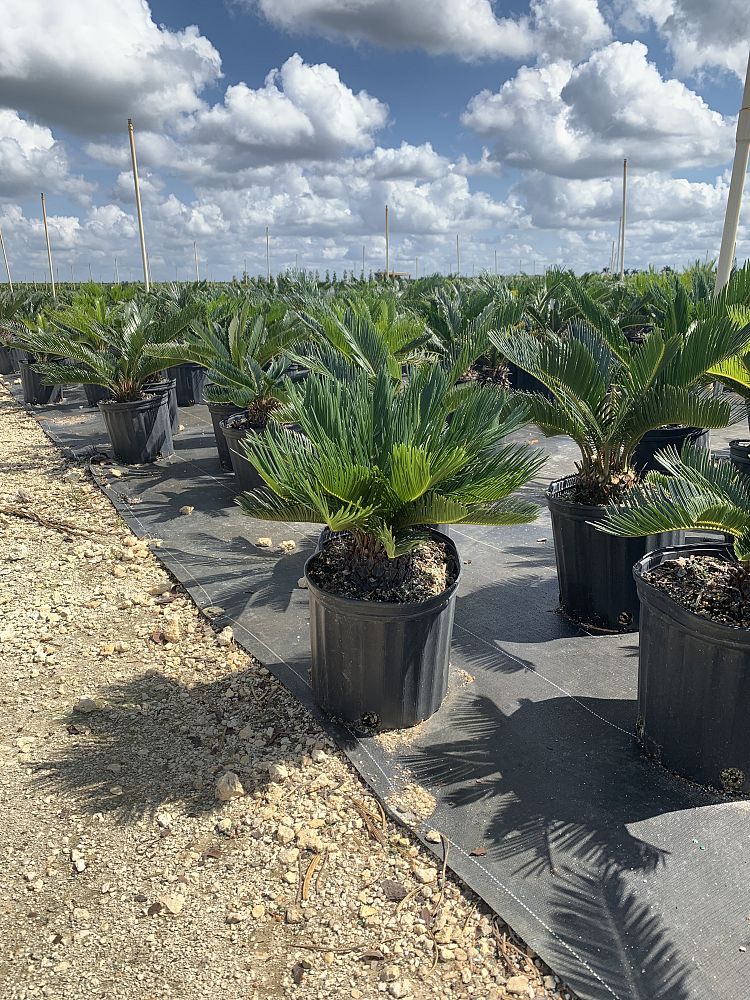 cycas-revoluta-king-sago-palm-cycad
