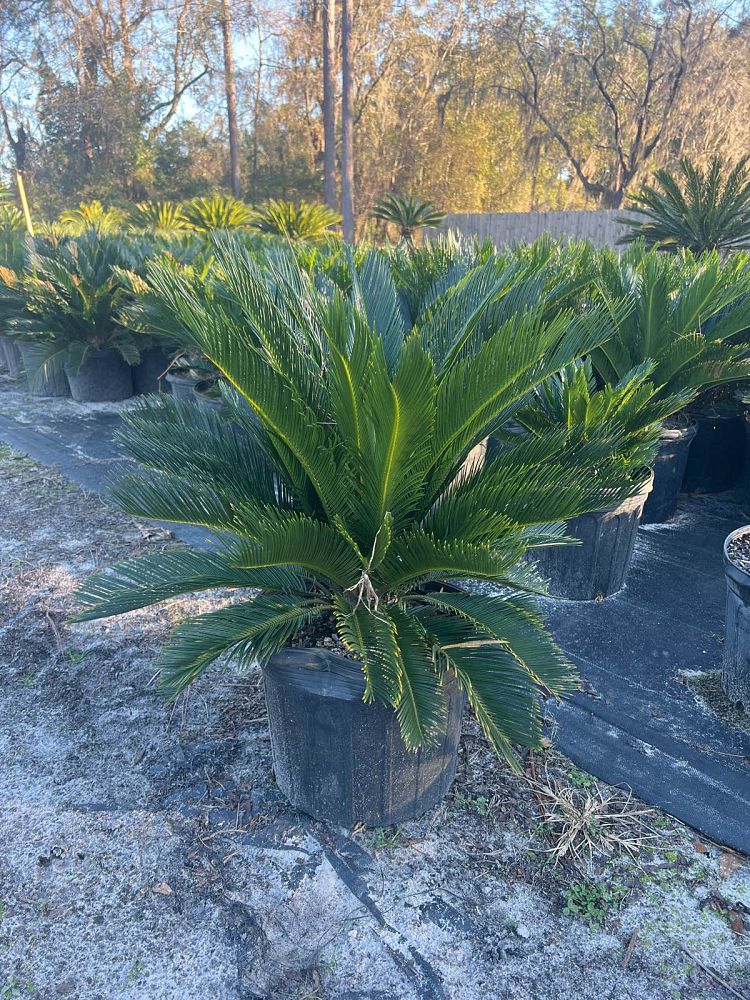 cycas-revoluta-king-sago-palm-cycad