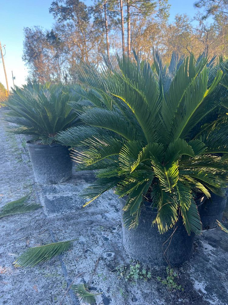 cycas-revoluta-king-sago-palm-cycad