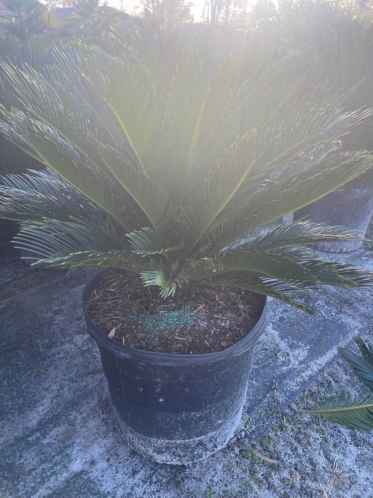 cycas-revoluta-king-sago-palm-cycad