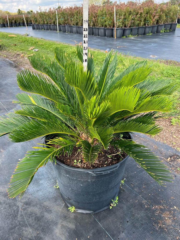 cycas-revoluta-king-sago-palm-cycad