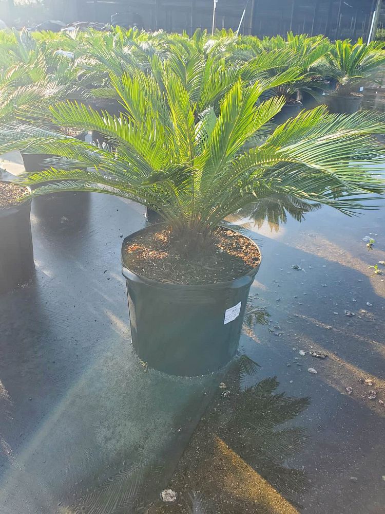 cycas-revoluta-king-sago-palm-cycad
