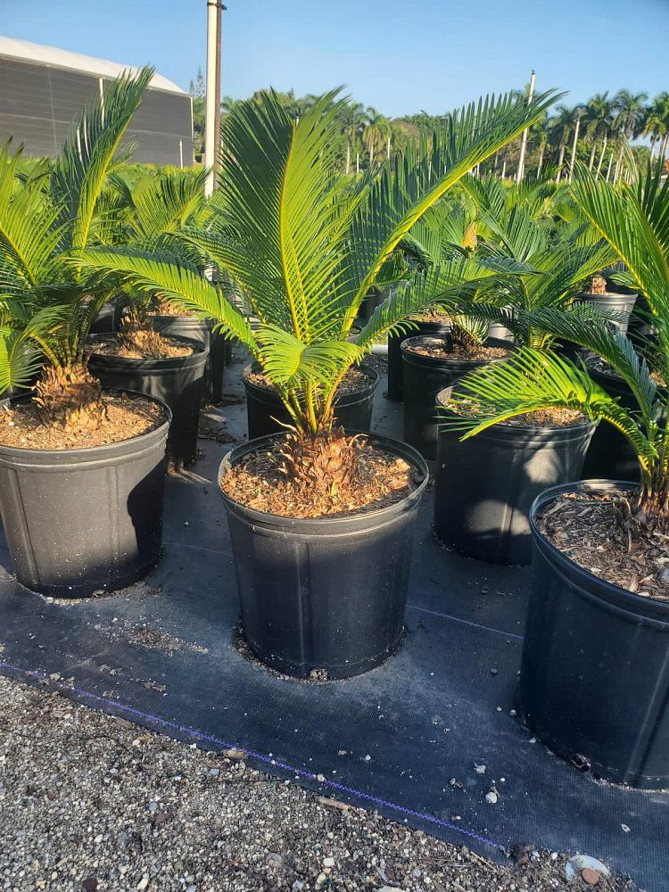 cycas-revoluta-king-sago-palm-cycad