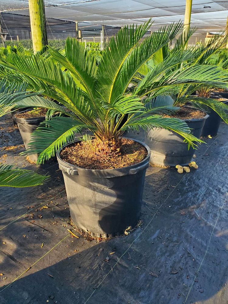 cycas-revoluta-king-sago-palm-cycad