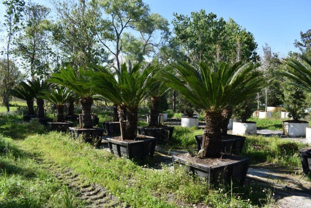 cycas-revoluta-king-sago-palm-cycad