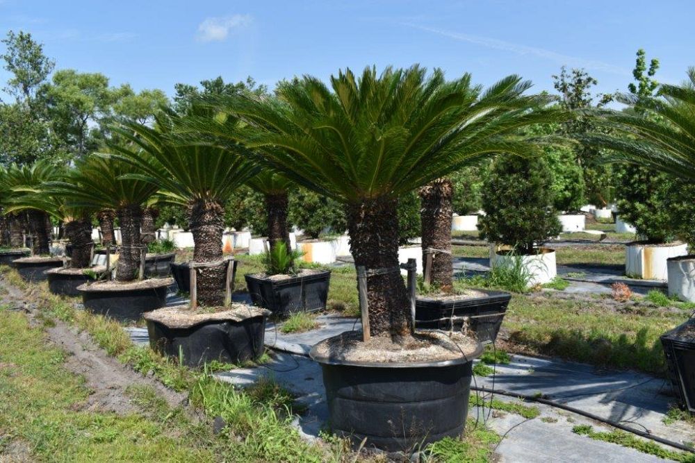 cycas-revoluta-king-sago-palm-cycad