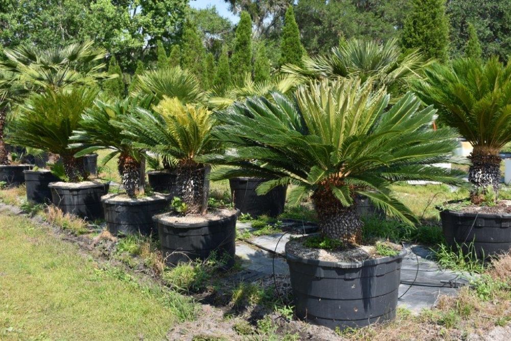 cycas-revoluta-king-sago-palm-cycad