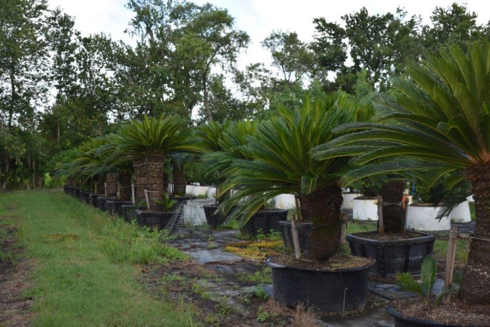 cycas-revoluta-king-sago-palm-cycad
