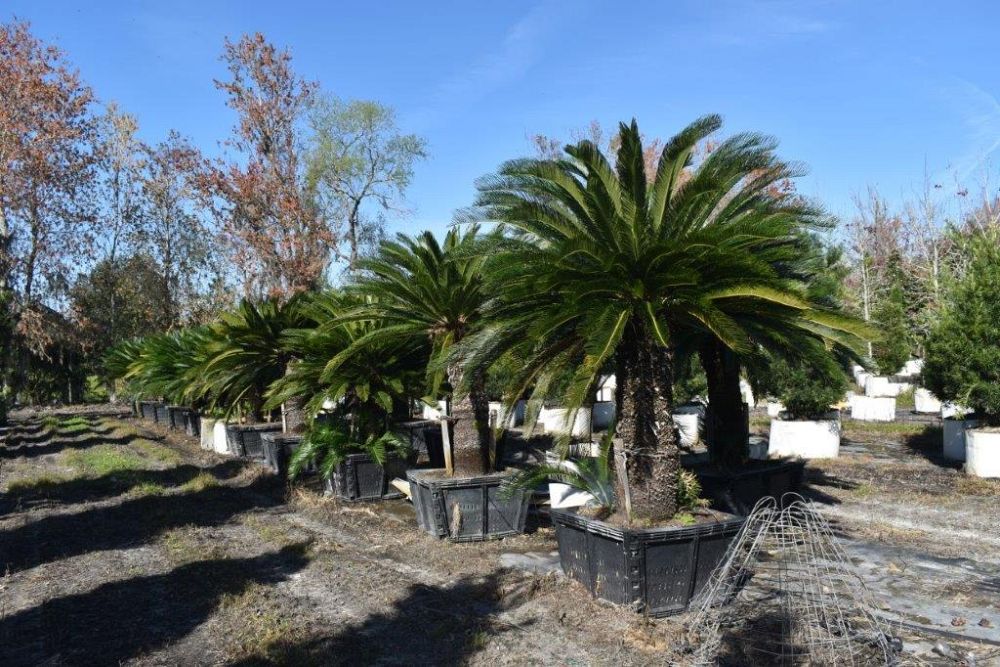 cycas-revoluta-king-sago-palm-cycad