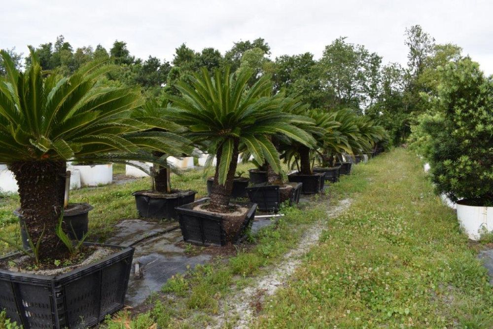 cycas-revoluta-king-sago-palm-cycad