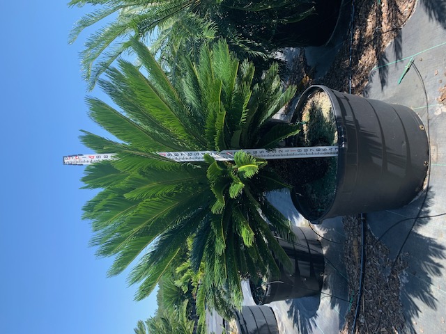 cycas-revoluta-king-sago-palm-cycad