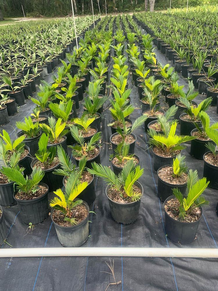 cycas-revoluta-king-sago-palm-cycad