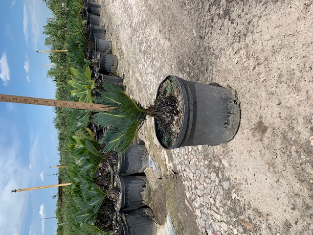cycas-revoluta-king-sago-palm-cycad