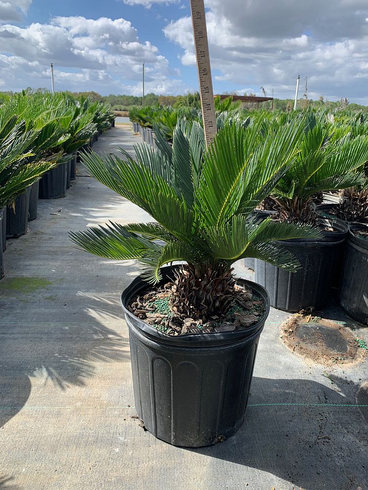 cycas-revoluta-king-sago-palm-cycad