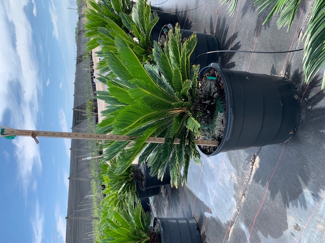 cycas-revoluta-king-sago-palm-cycad
