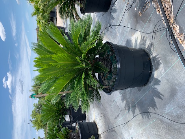 cycas-revoluta-king-sago-palm-cycad