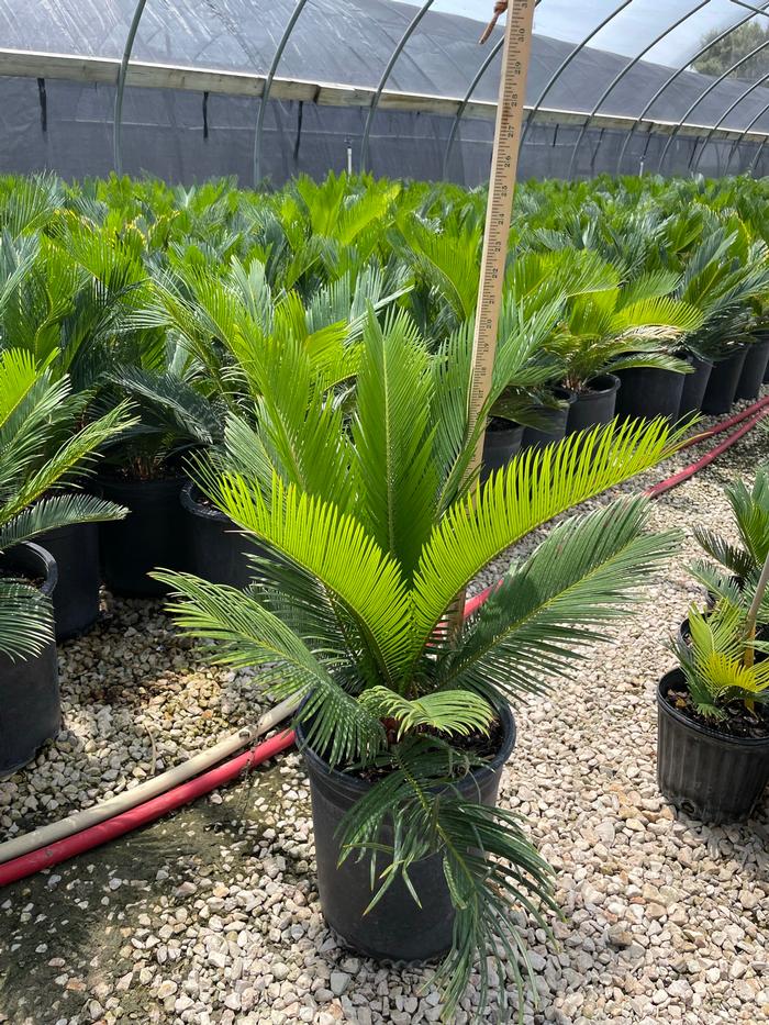 cycas-revoluta-king-sago-palm-cycad