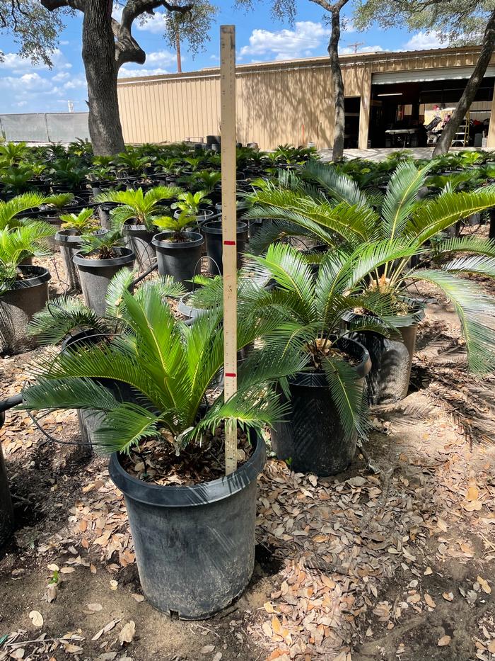 cycas-revoluta-king-sago-palm-cycad