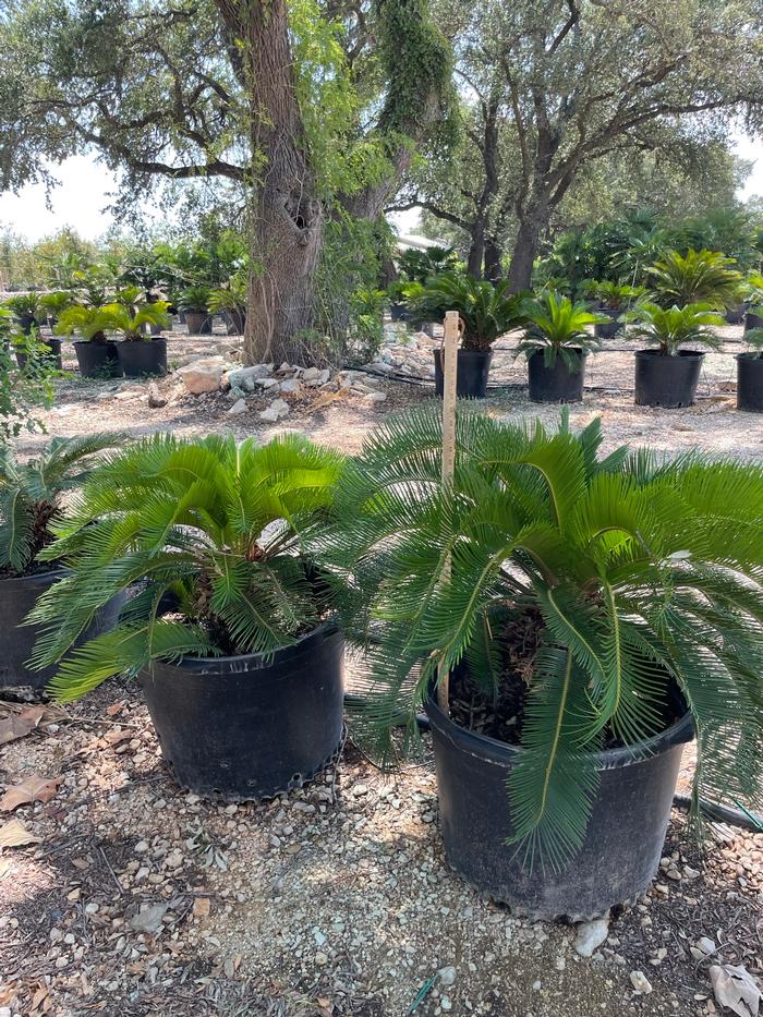 cycas-revoluta-king-sago-palm-cycad
