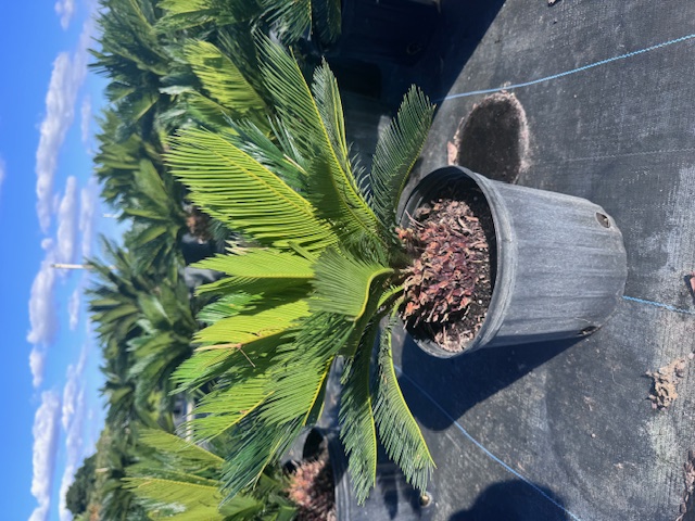 cycas-revoluta-king-sago-palm-cycad