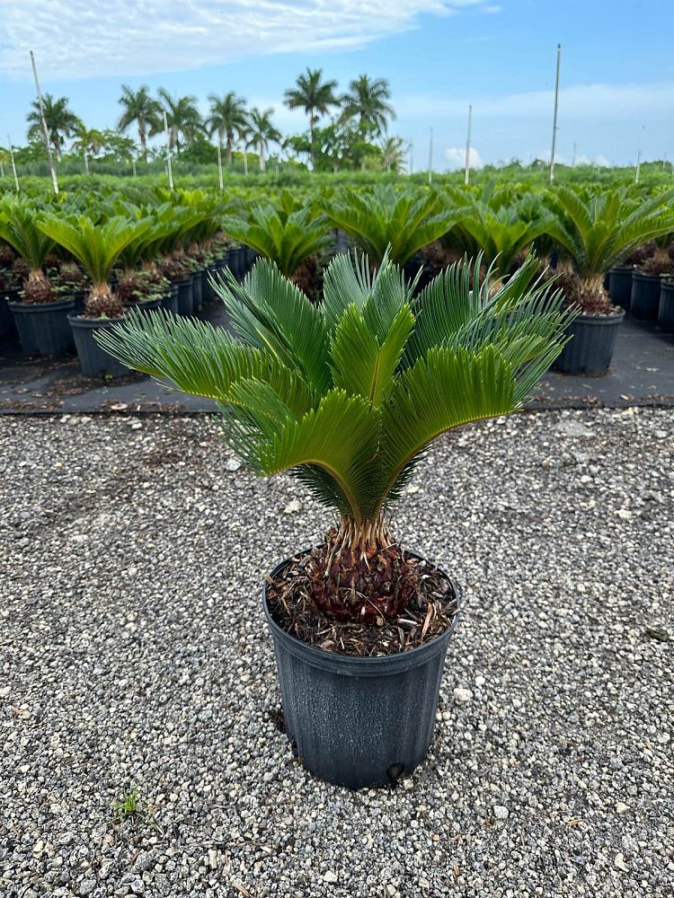 cycas-revoluta-king-sago-palm-cycad