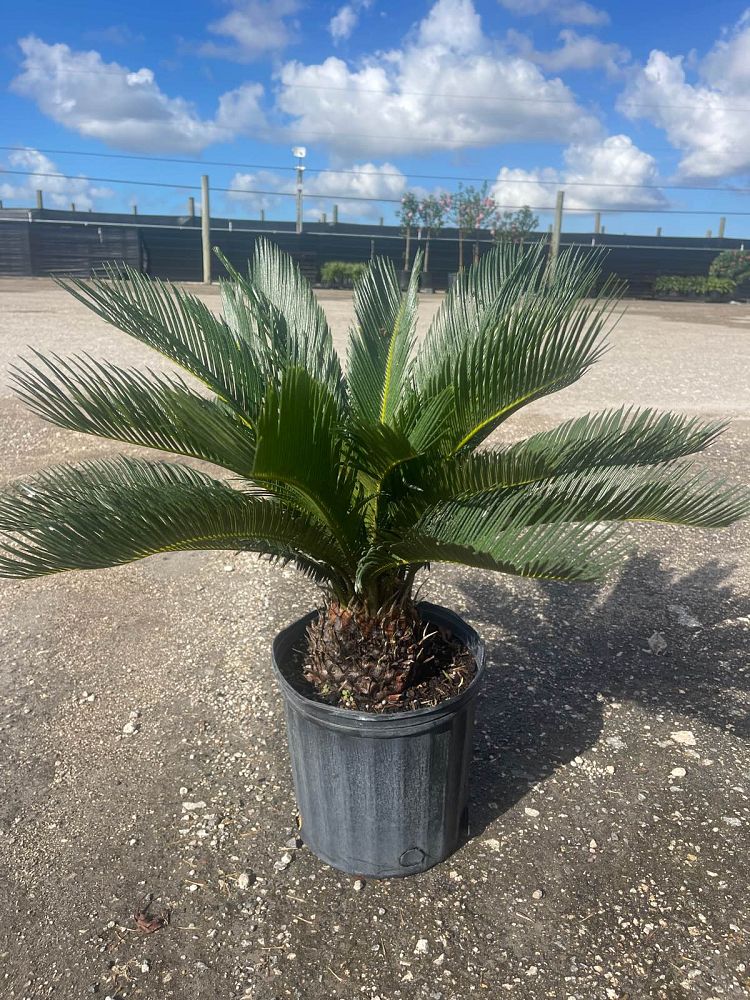 cycas-revoluta-king-sago-palm-cycad