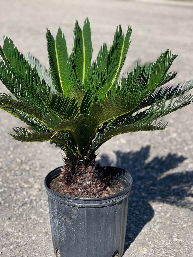 cycas-revoluta-king-sago-palm-cycad