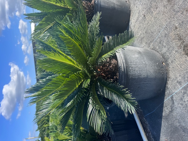 cycas-revoluta-king-sago-palm-cycad