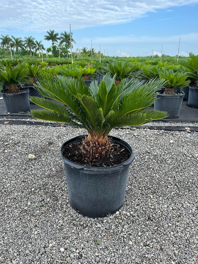cycas-revoluta-king-sago-palm-cycad