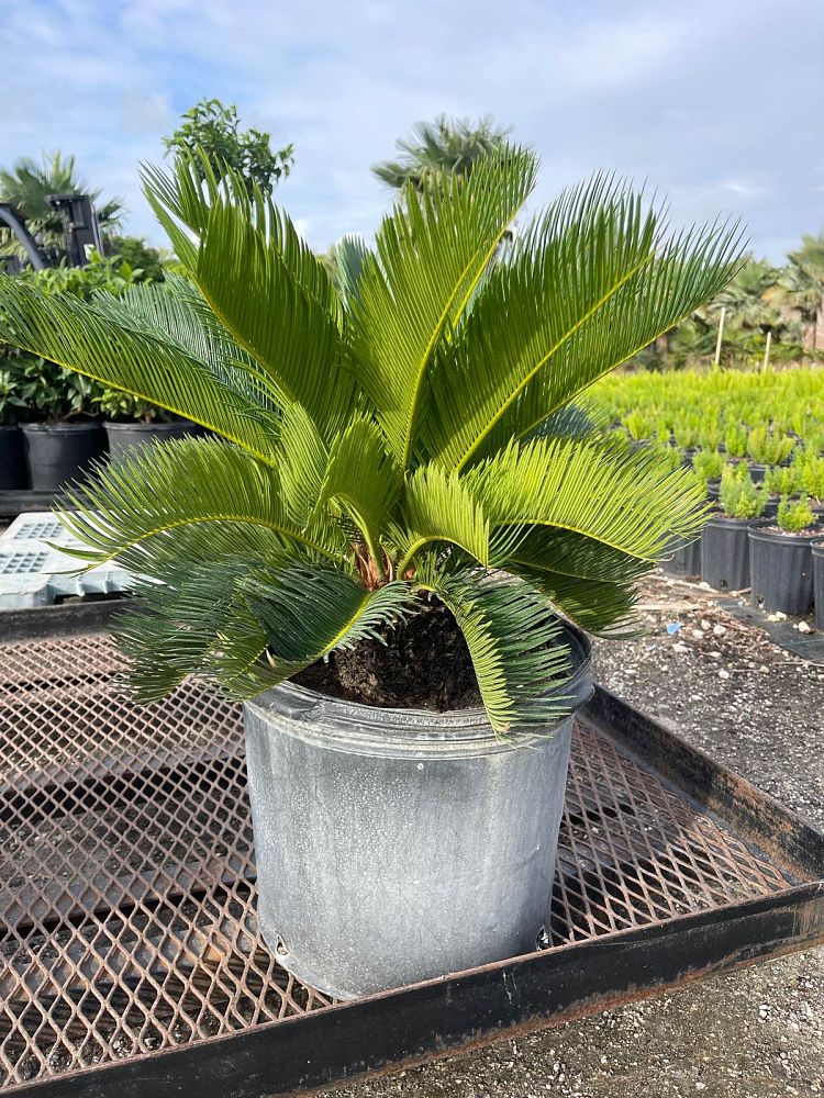 cycas-revoluta-king-sago-palm-cycad