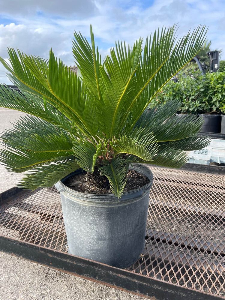 cycas-revoluta-king-sago-palm-cycad