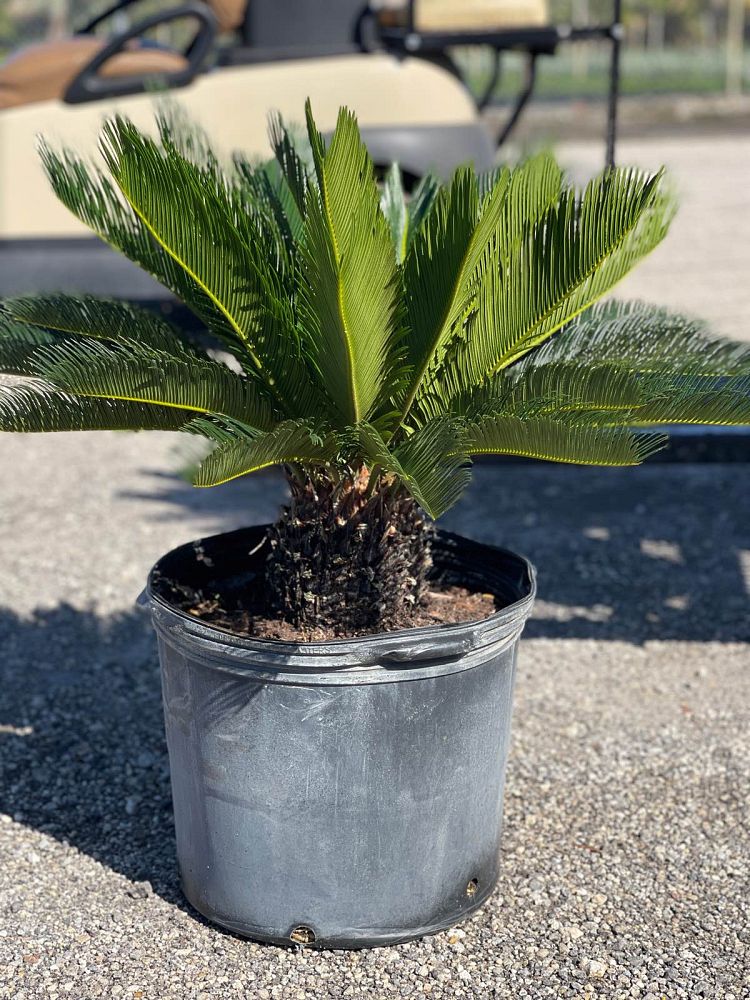 cycas-revoluta-king-sago-palm-cycad