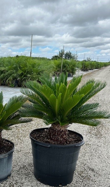 cycas-revoluta-king-sago-palm-cycad