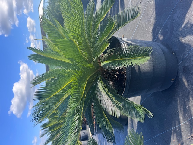 cycas-revoluta-king-sago-palm-cycad