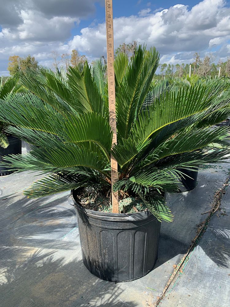 cycas-revoluta-king-sago-palm-cycad