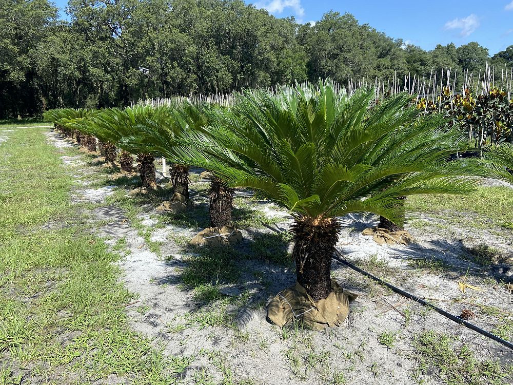 cycas-revoluta-king-sago-palm-cycad