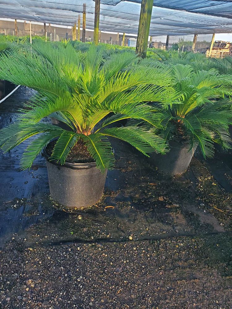 cycas-revoluta-king-sago-palm-cycad