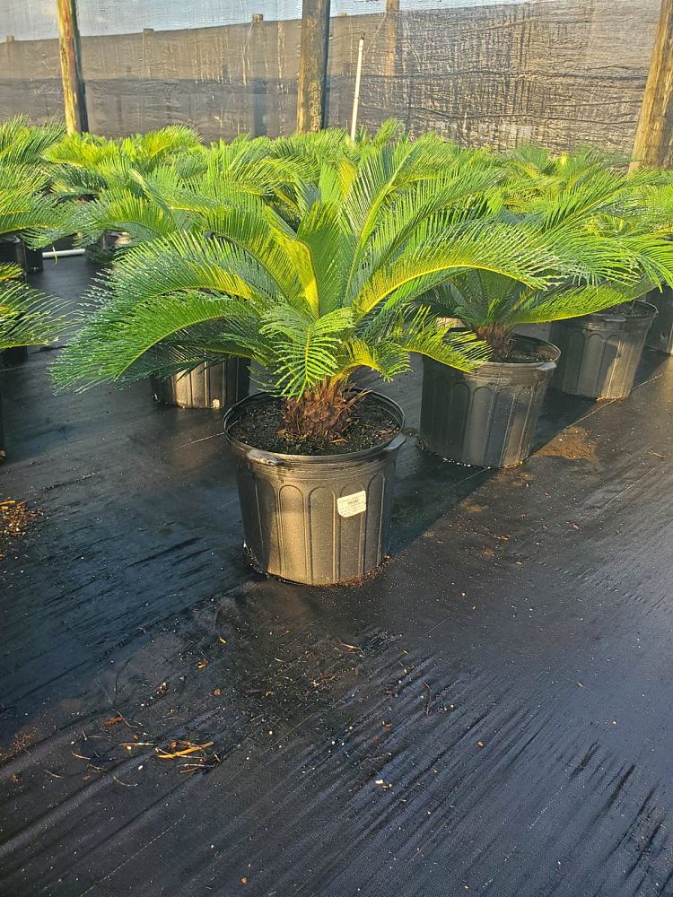 cycas-revoluta-king-sago-palm-cycad