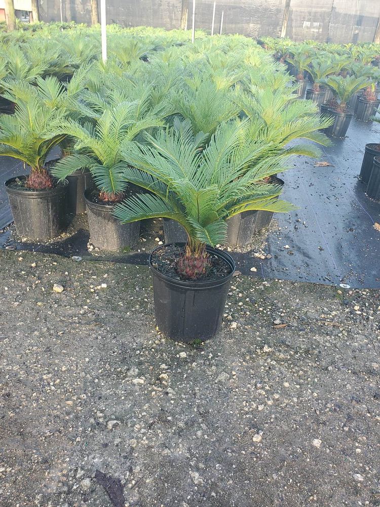 cycas-revoluta-king-sago-palm-cycad
