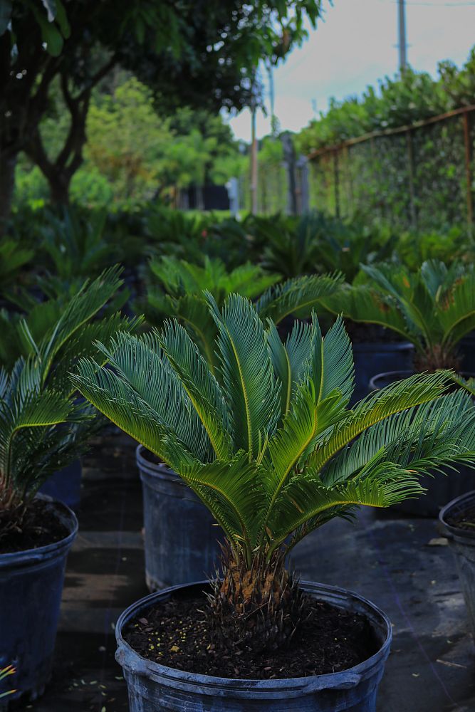 cycas-revoluta-king-sago-palm-cycad