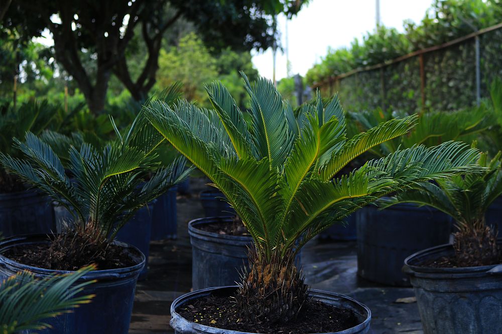 cycas-revoluta-king-sago-palm-cycad