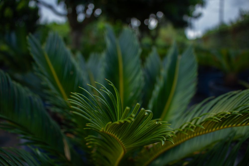 cycas-revoluta-king-sago-palm-cycad