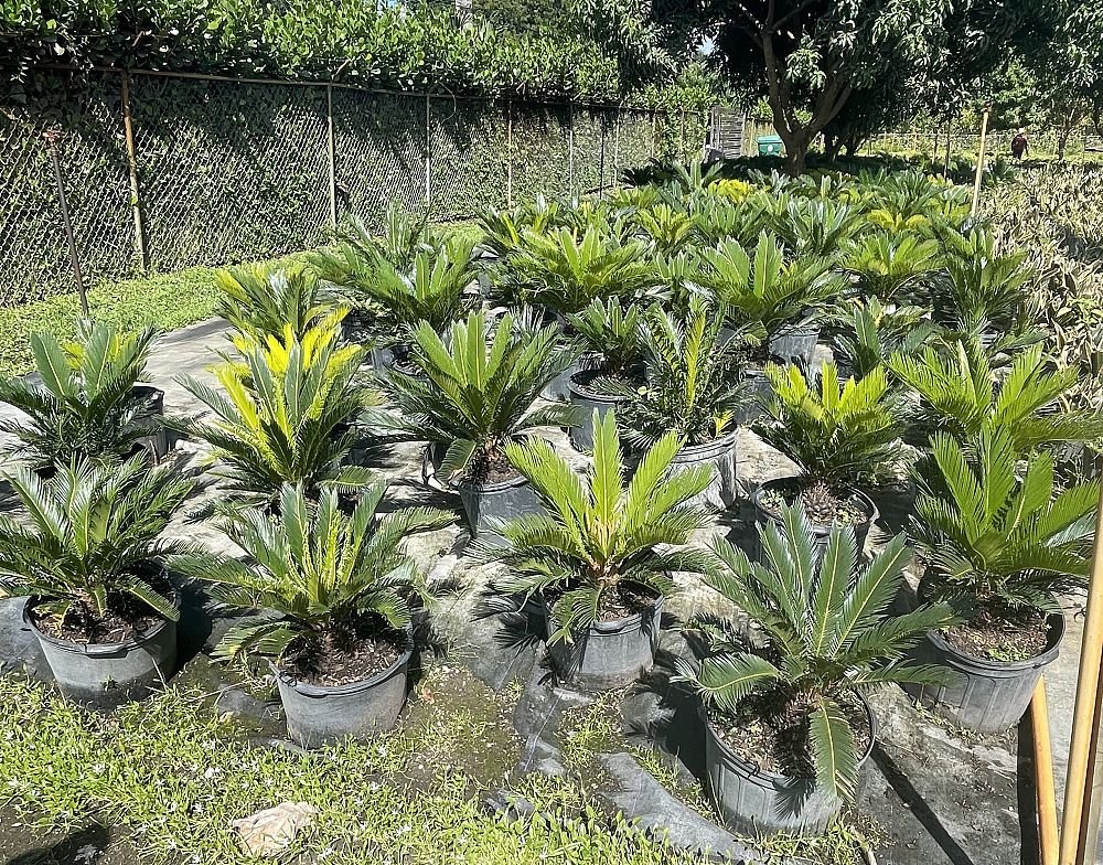 cycas-revoluta-king-sago-palm-cycad