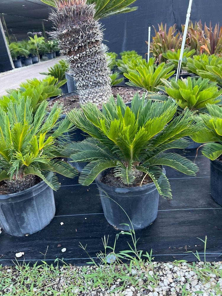 cycas-revoluta-king-sago-palm-cycad
