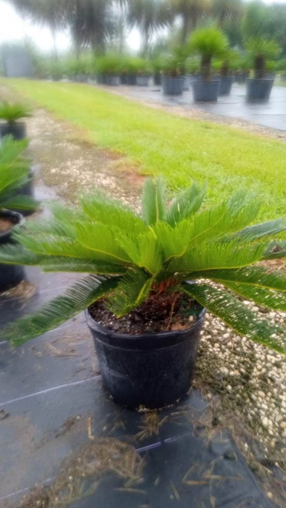 cycas-revoluta-king-sago-palm-cycad